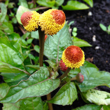 Load image into Gallery viewer, Spilanthes, Official (Acmella oleracea)
