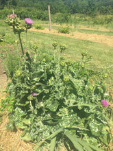 Load image into Gallery viewer, Thistle, Milk (Silybum marianum)
