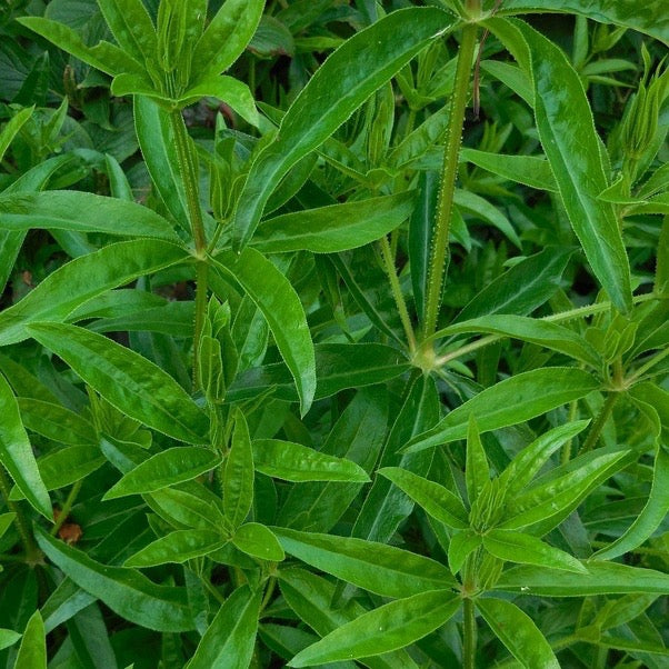 Madder (Rubia tinctorum)