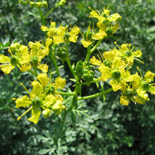 Load image into Gallery viewer, Rue (Ruta graveolens)
