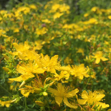 Load image into Gallery viewer, St. John&#39;s Wort (Hypericum perforatum)
