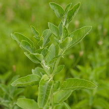 Load image into Gallery viewer, Ashwagandha (Withania somnifera)
