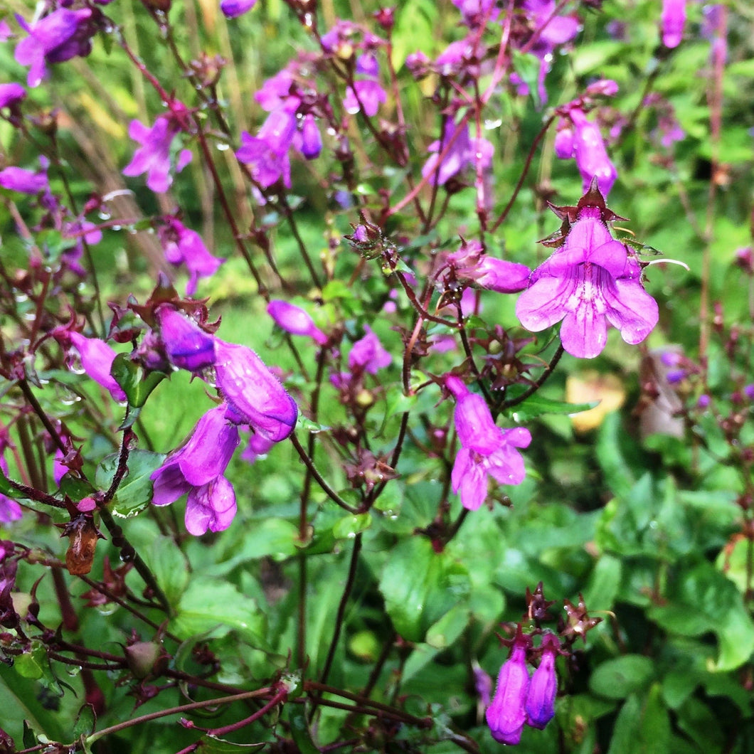 Penstemon, Small's aka Beardtongue (Penstemon smalli)