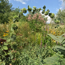 Load image into Gallery viewer, Horehound (Marrubium vulgare)
