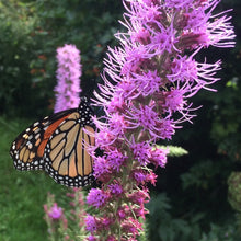 Load image into Gallery viewer, Blazing Star, Prairie  (Liatris pycnostachya)
