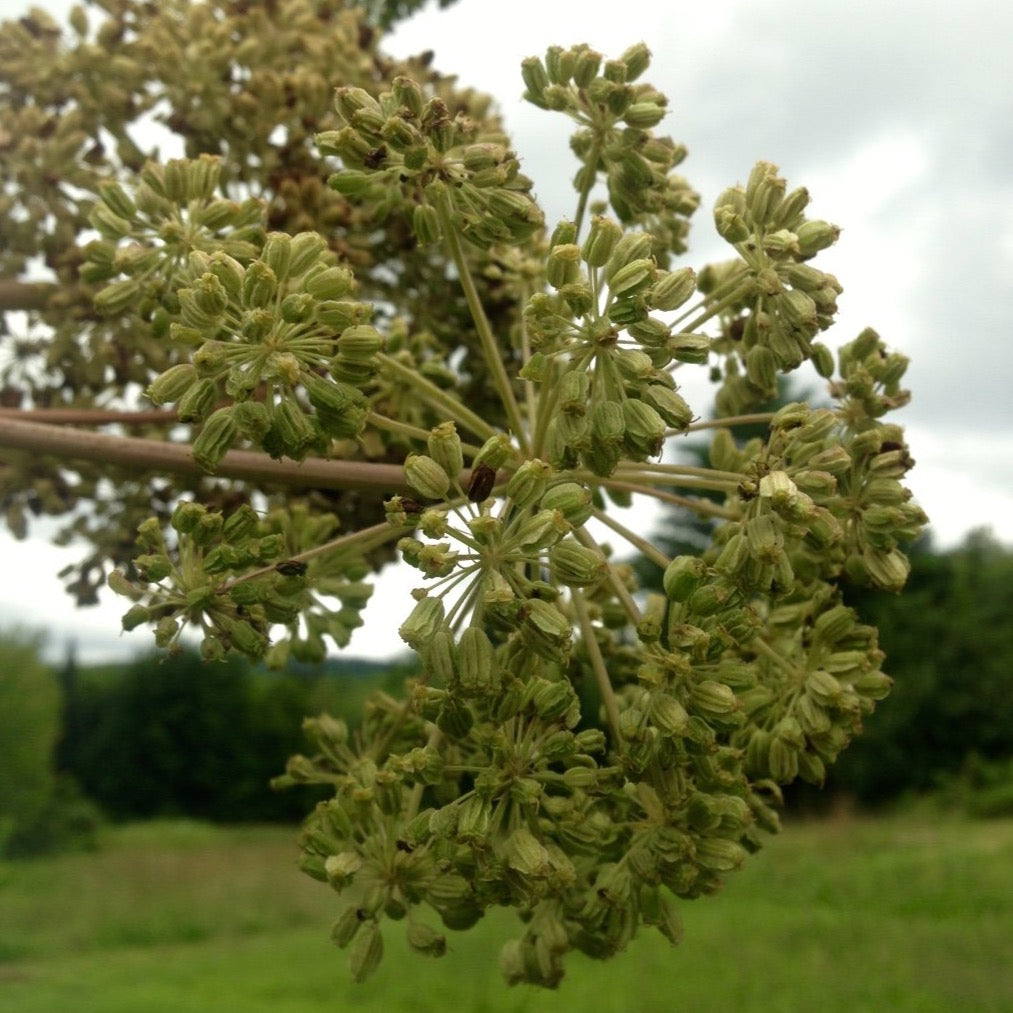 Angelica, Official (Angelica archangelica)