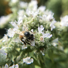 Load image into Gallery viewer, *Tea Garden Collection* (&quot;Steeped in Healing&quot;)
