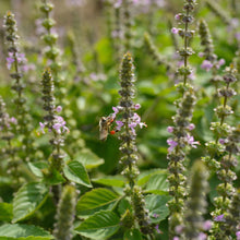 Load image into Gallery viewer, *Tea Garden Collection* (&quot;Steeped in Healing&quot;)
