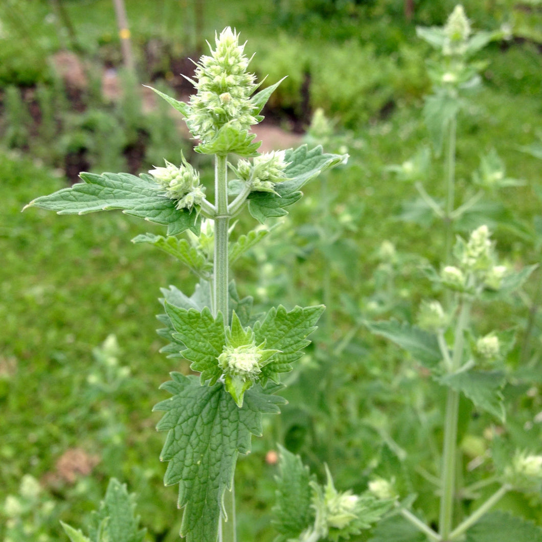 Catnip, Official (Nepeta cataria)