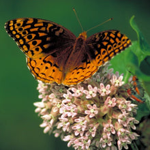 Load image into Gallery viewer, Milkweed, Common (Asclepias syriaca)
