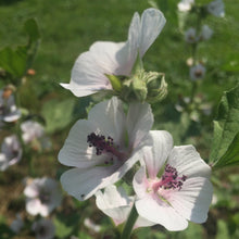 Load image into Gallery viewer, *Medicine Garden Collection* (&quot;Be Well Stocked&quot;)
