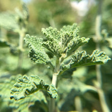 Load image into Gallery viewer, Horehound (Marrubium vulgare)
