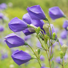 Load image into Gallery viewer, Balloon Flower (Platycodon grandiflorus)
