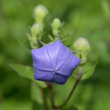 Load image into Gallery viewer, Balloon Flower (Platycodon grandiflorus)
