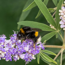 Load image into Gallery viewer, Chaste Tree aka. Vitex (Vitex agnus-castus)
