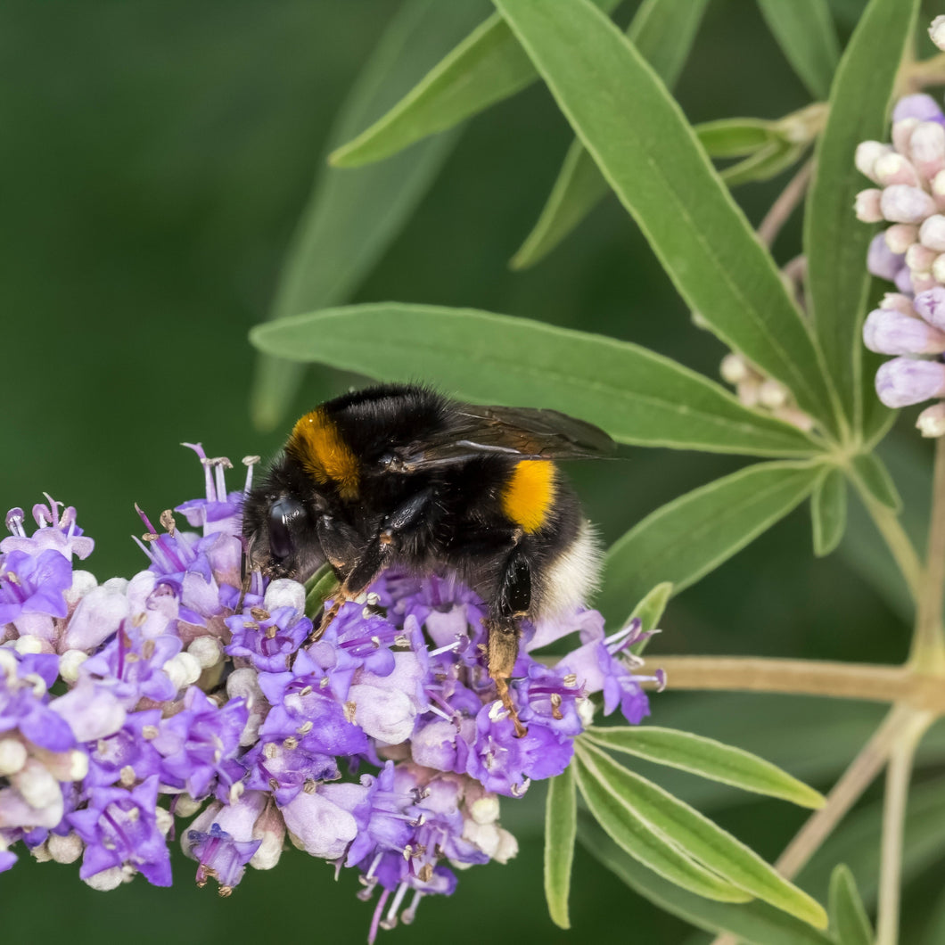 Chaste Tree aka. Vitex (Vitex agnus-castus)