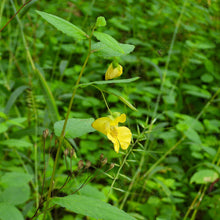 Load image into Gallery viewer, Jewelweed, Yellow (Impatiens pallida)
