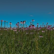 Load image into Gallery viewer, Echinacea angustifolia (Echinacea angustifolia)
