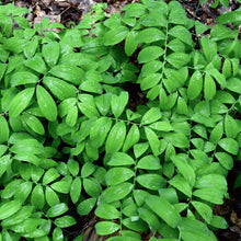 Load image into Gallery viewer, Solomon&#39;s Seal (Polygonatum biflorum)
