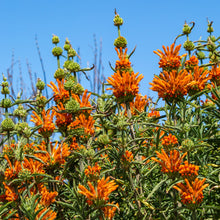 Load image into Gallery viewer, Cordao aka. Klip Dagga (Leonotis nepetifolia)
