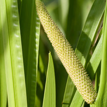 Load image into Gallery viewer, Calamus aka. Sweet Flag (Acorus americanus)
