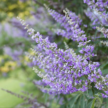 Load image into Gallery viewer, Chaste Tree aka. Vitex (Vitex agnus-castus)
