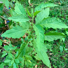 Load image into Gallery viewer, Epazote aka. Mexican Tea (Dysphania ambrosioides)
