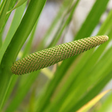 Load image into Gallery viewer, Calamus aka. Sweet Flag (Acorus americanus)
