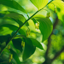 Load image into Gallery viewer, Solomon&#39;s Seal (Polygonatum biflorum)
