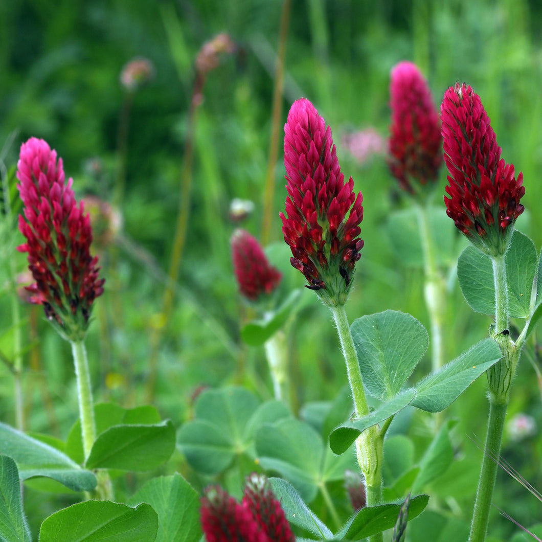 Clover, Crimson (Trifolium incarnatum)