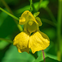 Load image into Gallery viewer, Jewelweed, Yellow (Impatiens pallida)
