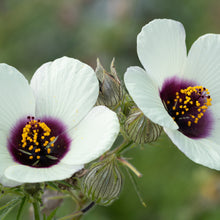 Load image into Gallery viewer, Kenaf aka. Fiber Hibiscus (Hibiscus cannibinus)
