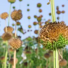 Load image into Gallery viewer, Cordao aka. Klip Dagga (Leonotis nepetifolia)
