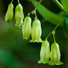 Load image into Gallery viewer, Solomon&#39;s Seal (Polygonatum biflorum)
