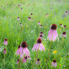 Load image into Gallery viewer, Echinacea pallida (Echinacea pallida)
