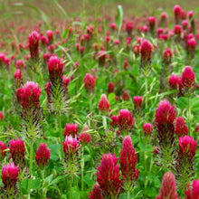 Load image into Gallery viewer, Clover, Crimson (Trifolium incarnatum)
