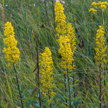 Load image into Gallery viewer, Goldenrod, Showy (Solidago speciosa)
