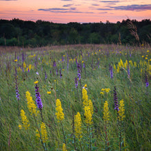 Load image into Gallery viewer, Goldenrod, Showy (Solidago speciosa)
