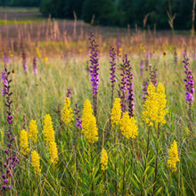 Load image into Gallery viewer, Goldenrod, Showy (Solidago speciosa)
