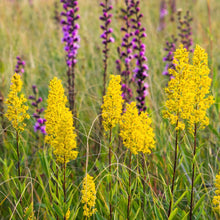 Load image into Gallery viewer, Goldenrod, Showy (Solidago speciosa)
