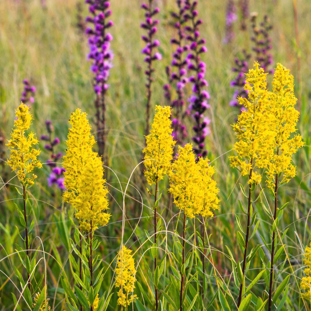 Goldenrod, Showy (Solidago speciosa)