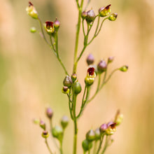 Load image into Gallery viewer, Figwort (Scrophularia nodosa)
