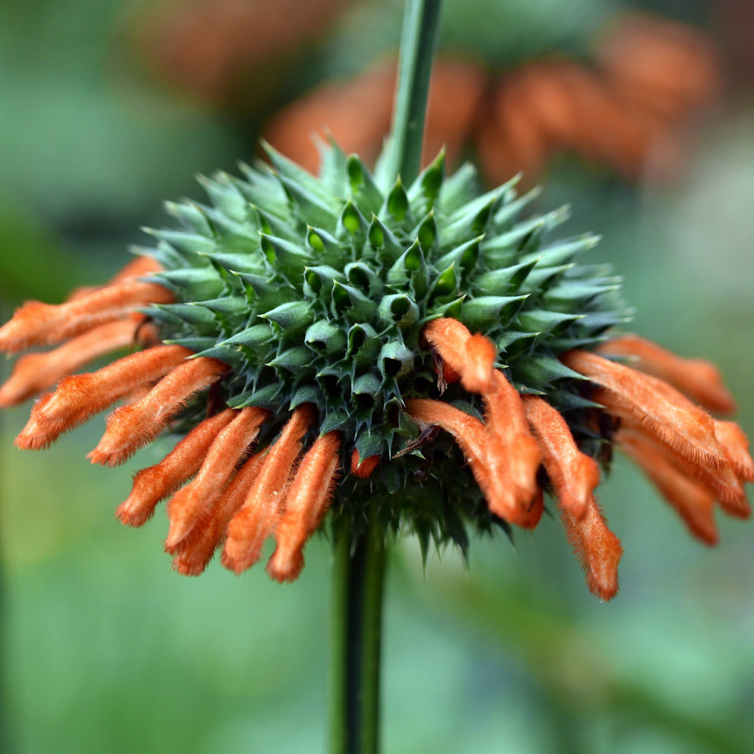 Cordao aka. Klip Dagga (Leonotis nepetifolia)