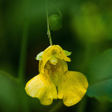 Load image into Gallery viewer, Jewelweed, Yellow (Impatiens pallida)
