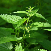 Load image into Gallery viewer, Nettles, Stinging (Urtica dioica)
