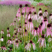 Load image into Gallery viewer, Echinacea pallida (Echinacea pallida)
