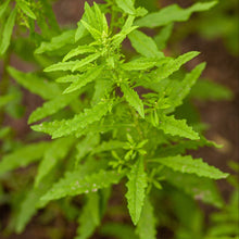 Load image into Gallery viewer, Epazote aka. Mexican Tea (Dysphania ambrosioides)
