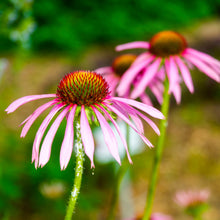 Load image into Gallery viewer, Echinacea angustifolia (Echinacea angustifolia)
