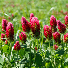 Load image into Gallery viewer, Clover, Crimson (Trifolium incarnatum)
