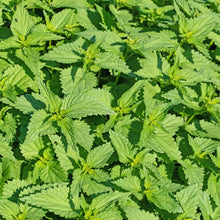 Load image into Gallery viewer, Nettles, Stinging (Urtica dioica)
